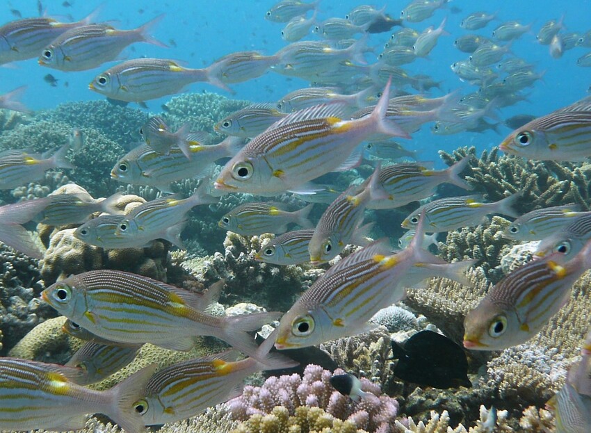 A ne pas manquer à Mayotte Mayotte, les incontournables